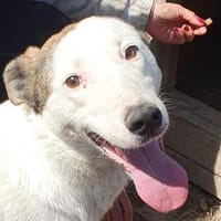 NACHO-verschmuster Jung-Rüde, 53 cm, Hund zur Adoption