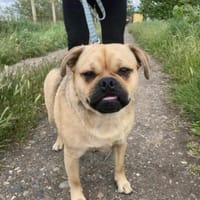 Jedi-Herzenshund sucht sein großes Glück, Hund zur Adoption