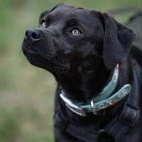 Robin schwarze Schönheit auf der Suche, Hund zur Adoption