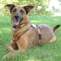 AMY-MA - bezaubernde Hundedame, Hündin zur Adoption