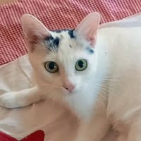 SCHNEEWITTCHEN, Katze zur Adoption