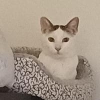 Putziger Val stellt sich vor, Kater zur Adoption