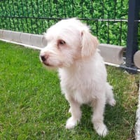 🐾 Balou  10 Monate junger, zarter Misc, Hund zur Adoption