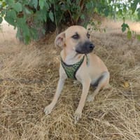 Tommy der verschmuste liebe Rüde, Hund zur Adoption
