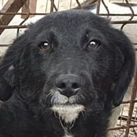 KABO- hübscher Jung-Rüde, 41 cm(w), Hund zur Adoption