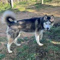 Maya H, Hündin zur Adoption