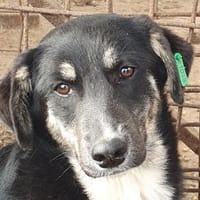 INKY-nette, wunderschöne J.-Hündin,48 cm, Hündin zur Adoption