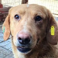 KINO-entzückender, kleiner Rüde, 41 cm, Hund zur Adoption