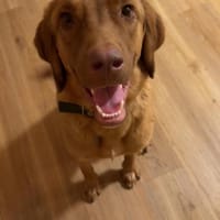 Benny sucht ein ruhiges Zuhause, Hund zur Adoption