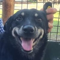 LORETTA-süße, aktive Hündin, 48cm, Hündin zur Adoption