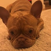 Happy kleiner Rüde sucht seine Familie, Hund zur Adoption