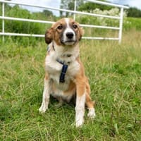 Hazel - wo darf ich glücklich sein?, Hündin zur Adoption