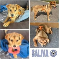 SALIVA -rundum tolles Hundekind-, Hündin zur Adoption