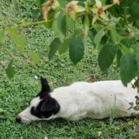 Charly, sensibler Hundemann sucht ..., Hund zur Adoption