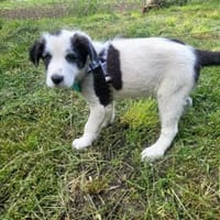 Cloudy verspielter Welpe, Hündin zur Adoption