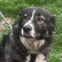 Anima, freundliches Hundefräulein, Hündin zur Adoption
