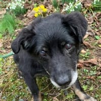 CAIO hofft auf ein Wunder, Hund zur Adoption