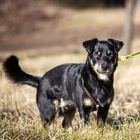 Anton kleiner Rüde sucht Sie, Hund zur Adoption