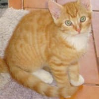 Drei hübsche Kätzchen, Katze zur Adoption