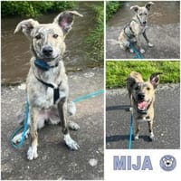 MIJA -Rundum tolle Junghündin-, Hündin zur Adoption