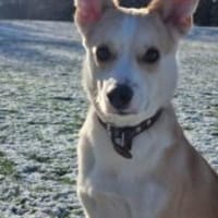 Timmy jetzt Albu 48 cm (Pflegestelle), Hund zur Adoption