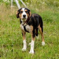 Anna - Familienanschluss gesucht, Hündin zur Adoption