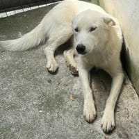 Wyona, suche meine Menschen, Hündin zur Adoption