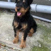 Momo, kleiner Hundemann braucht Körbchen, Hund zur Adoption