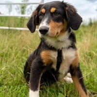 Elisa - Für-Immer-Körbchen gesucht, Hündin zur Adoption