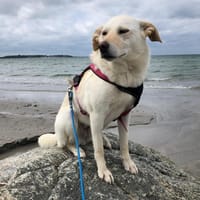 Evelyn ruhige hübsche Hündin, Hündin zur Adoption