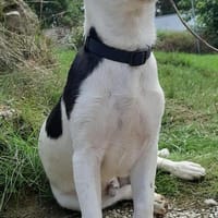 Zazu little Sunshine, Hund zur Adoption
