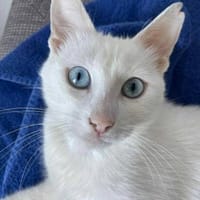 Frosty - überhaupt nicht eisig, Katze zur Adoption