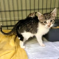 Ari, kotka do adopcji
