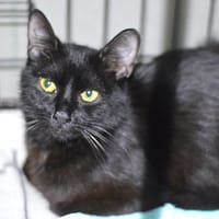 Barakuda, kotka do adopcji