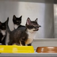 Billie, kotka do adopcji