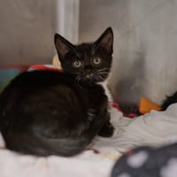 Marley, kot do adopcji