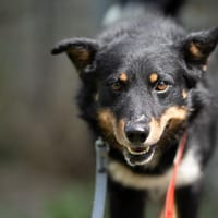 Bosco, pies do adopcji