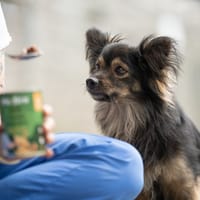 Czin, pies do adopcji