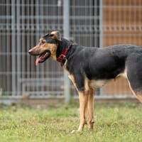 Hana, suczka do adopcji