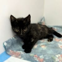 Wenus, kotka do adopcji