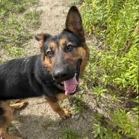 Kira, suczka do adopcji