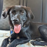 Holly ist in Deutschland, Hund zur Adoption