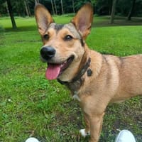 Deedee entzückenden kleines Mädel, Hündin zur Adoption