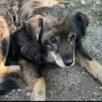 Leo 48 cm (Pflegestelle), Hund zur Adoption