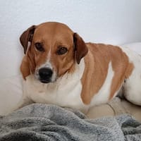 Kanela - anschmiegsame Kuschelmaus, Hündin zur Adoption