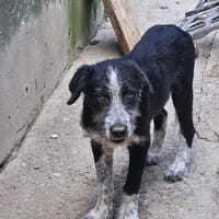 Liebe Paula, sucht ihre Familie, Hündin zur Adoption