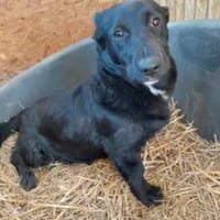 Alfi 32 cm (Pflegestelle), Hund zur Adoption