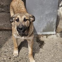 Freundlicher Rüdiger sucht Familie, Hund zur Adoption