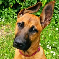 ALOUETTE, chienne à adopter