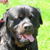 JACKSON, chien à adopter